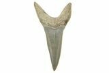 Fossil Shortfin Mako Tooth - Lee Creek (Aurora), NC #294739-1